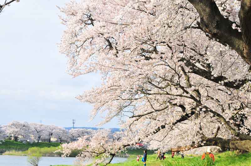 日本生活：樱花